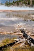 arbres morts dans le grand ressort prismatique de Yellowstone photo