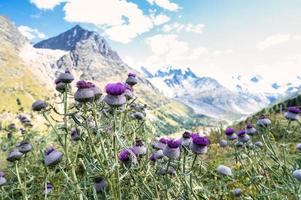 fleurs de chardon sauvage dans les hautes montagnes des alpes suisses photo