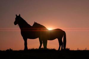 silhouette de cheval avec un beau fond de coucher de soleil photo