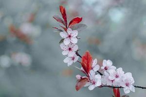 belle fleur de cerisier au printemps photo