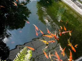 poissons koi dans l'étang de koi dans le jardin photo