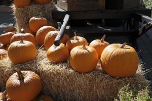 action de grâces et halloween - plusieurs citrouilles sur et autour des piles de foin photo