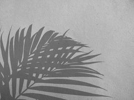 ombre de feuille de palmier sur fond de mur en béton