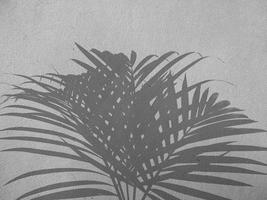 ombre de feuille de palmier sur fond de mur en béton photo