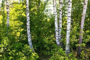 bosquet de bouleaux en bordure de forêt en été photo