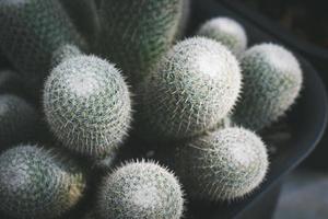 cactus en pot. concept de décoration de plantes d'intérieur. photo