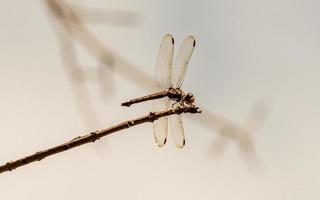 libellule sur une branche sèche photo