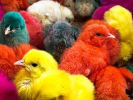 vue de dessus de nombreux poussins de pâques colorés. poussins de pâques dans le marché de rue iranien à vendre photo