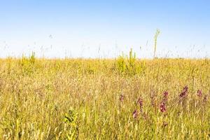 herbe verte jaune sur le terrain par une chaude journée ensoleillée photo