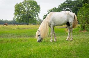 cheval blanc broutant dans un pré dans les terres agricoles photo
