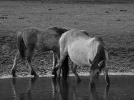 chevaux sauvages en westphalie photo