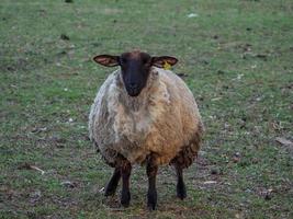 moutons dans le muensterland allemand photo