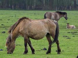 large troupeau de chevaux en allemagne photo