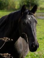 chevaux sur un pré dans le muensterland allemand photo