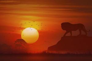 animal silhouette, lion et herbe et arbre au coucher du soleil photo