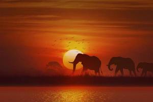 animal silhouette, éléphant et herbe et arbre au coucher du soleil photo