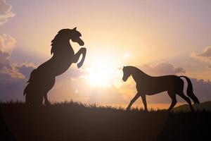 la silhouette d'un cheval libre dans le pré il y a une belle lumière. photo