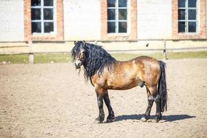 bel étalon brun avec une crinière noire marche derrière la clôture photo