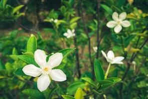 des fleurs de jasmin blanc à cinq pétales fleurissent, de couleur blanche, de petits cinq pétales au pollen jaune photo