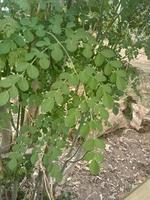 feuilles de moringa vert photo