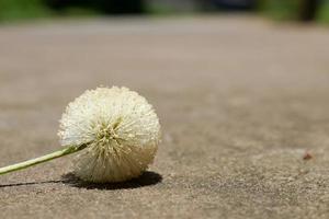 le pollen des fleurs sauvages qui poussent au bord de la route. photo