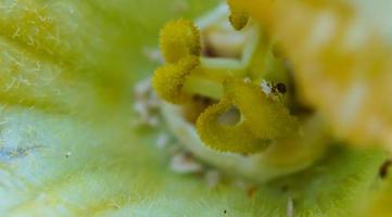 photo macro et photo en gros plan détaillée d'une fleur de pollen jaune.