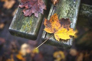 Banc en bois au parc public avec des feuilles tombées photo