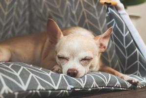 chien chihuahua à cheveux courts brun dormant sur un matelas gris dans une tente tipi. photo