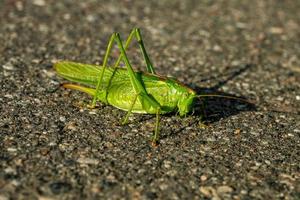 grande sauterelle verte se trouve sur une route goudronnée photo