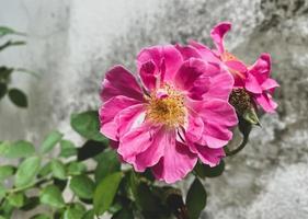 roses roses plantées dans le jardin photo