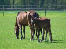 poulains et chevaux en westphalie photo