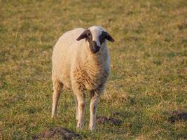 moutons sur un pré allemand photo