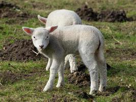 moutons dans le muensterland allemand photo