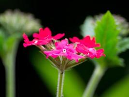 fleurs colorées dans le jardin photo