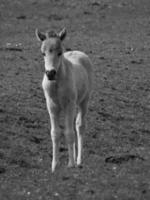 chevaux sauvages en allemagne photo