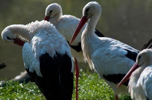 cigognes, en allemagne photo