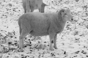 moutons à l'heure d'hiver photo