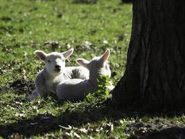 moutons sur un champ en westphalie photo