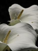 fleurs saignantes dans le jardin photo