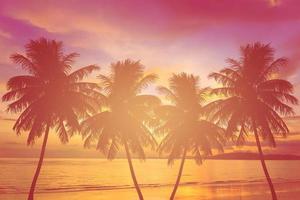 palmier silhouette au coucher du soleil photo