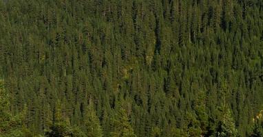 forêt de pins de kastamonu, turquie photo