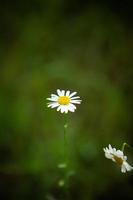 marguerite verte simple photo