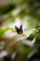 papillon, nature, insecte photo