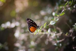 papillon, plein air, nature photo