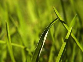 fond d'herbe verte photo