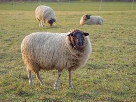 moutons sur un pré allemand photo