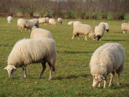 moutons en westphalie photo