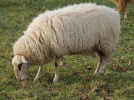 troupeau de moutons en allemagne photo