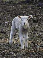 moutons dans le muensterland allemand photo