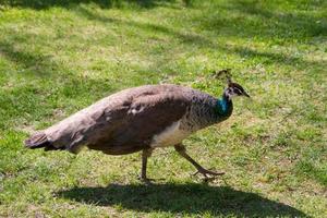 bel oiseau paon photo